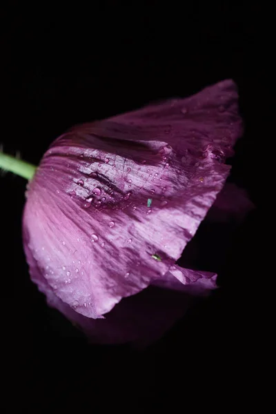 黒ケシの花 — ストック写真