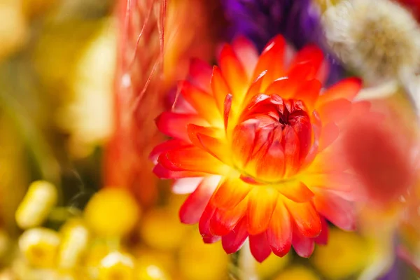 Güzel sonbahar çiçekler — Stok fotoğraf
