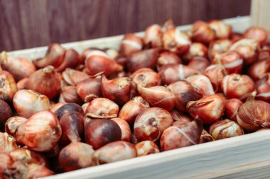 çiçek soğanı, Lale