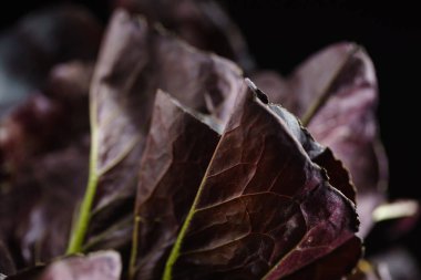 Meşe yaprağı marulu.