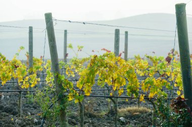 Doğa. sonbahar bağ