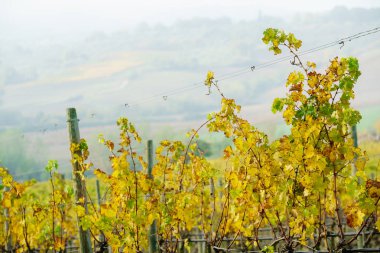 Doğa. sonbahar bağ