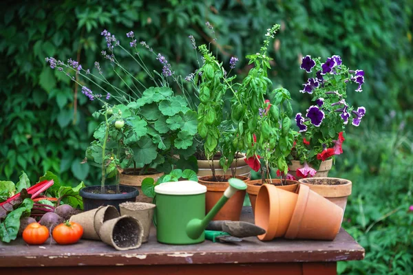 Piante nel giardino estivo — Foto Stock