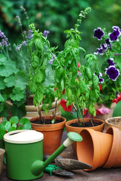 Piante nel giardino estivo — Foto Stock