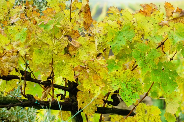 Naturen. hösten vingård — Stockfoto