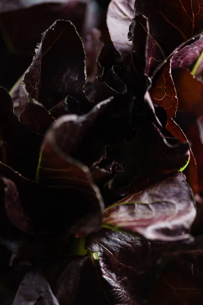 Lechuga de hoja de roble — Foto de Stock