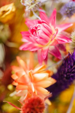 güzel sonbahar çiçekler