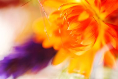 güzel sonbahar çiçekler