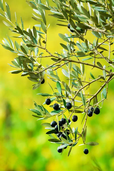 autumn. olive tree