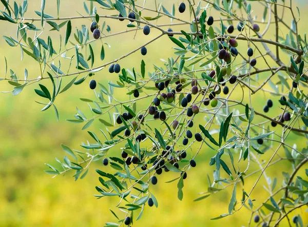 autumn. olive tree