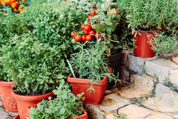 Groene kruiden in de potten — Stockfoto