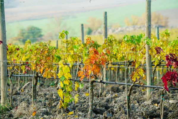 Naturaleza. viñedo de otoño —  Fotos de Stock