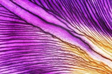 Menekşe iris yaprakları