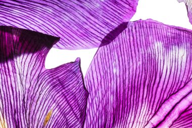 Menekşe iris yaprakları