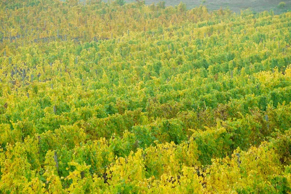 La natura. vigneto autunnale — Foto Stock