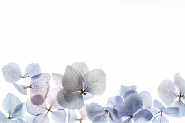 Composição floral em branco — Fotografia de Stock