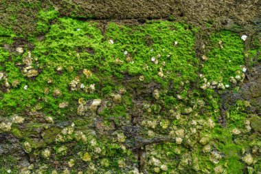 eski duvar ile deniz yosunu, yakın çekim 