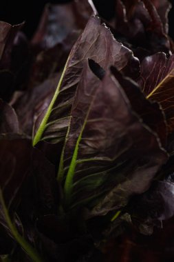 Meşe yaprağı marulu.