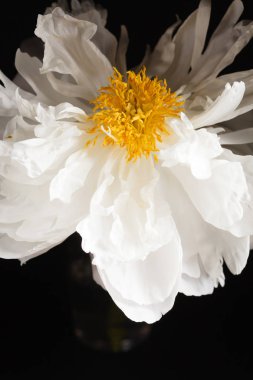 siyah arka plan üzerine Şakayık