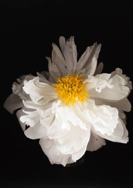 siyah arka plan üzerine Şakayık