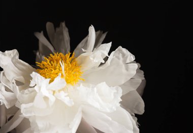 siyah arka plan üzerine Şakayık