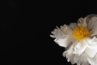 siyah arka plan üzerine Şakayık