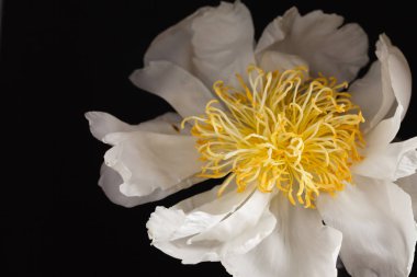 siyah arka plan üzerine Şakayık