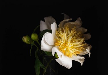 siyah arka plan üzerine Şakayık