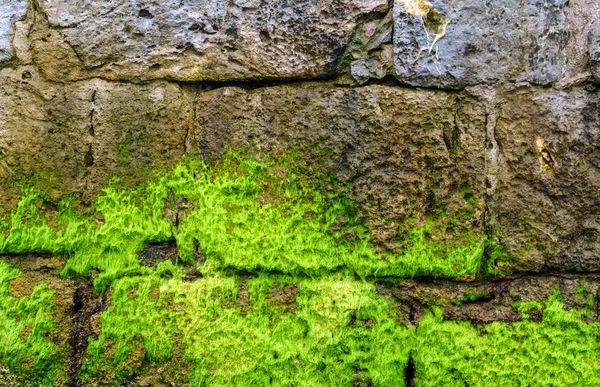 Vieux Mur Aux Algues Gros Plan — Photo