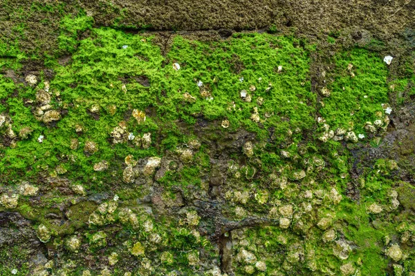 Old Wall Seaweed Close — Stock Photo, Image