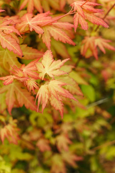 Gelbe Herbstblätter Nahaufnahme — Stockfoto