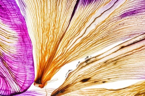 Bright iris petals — Stock Photo, Image