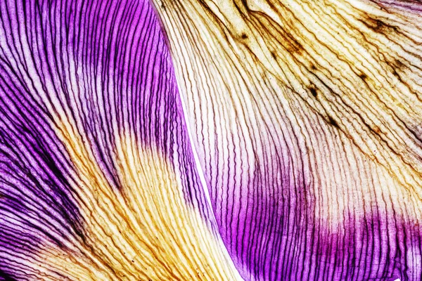 Pétales d'iris lumineux — Photo