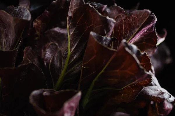 Lechuga de hoja de roble — Foto de Stock