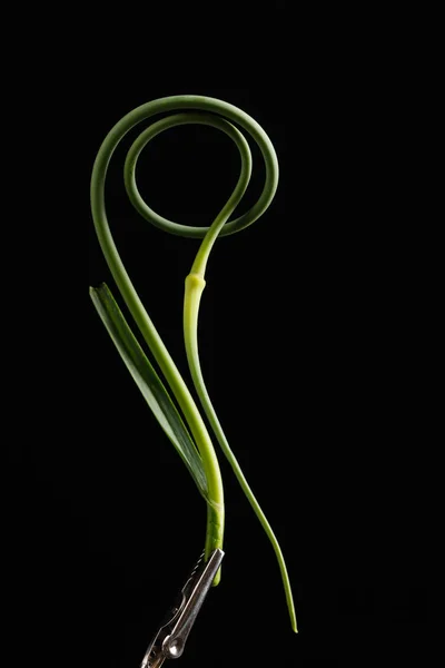 Green garlic scape — Stock Photo, Image