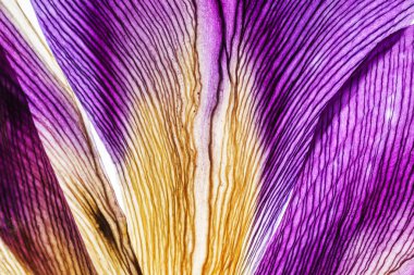 parlak Iris yaprakları