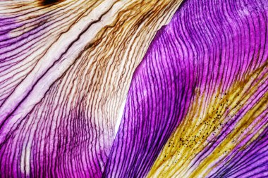 parlak Iris yaprakları