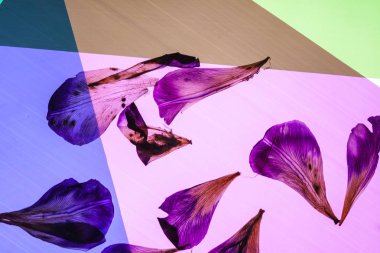 Iris yaprakları pembe üzerinde 