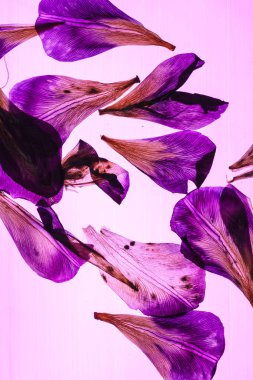 Iris yaprakları pembe üzerinde 