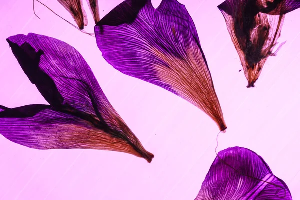 Irisblütenblätter auf rosa — Stockfoto