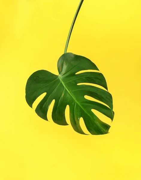 Yeşil monstera yaprak — Stok fotoğraf