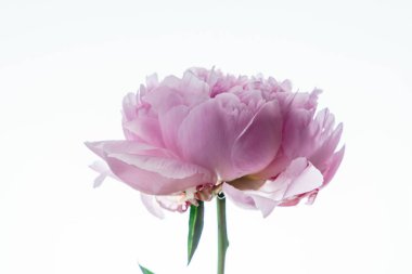 güzel Şakayık çiçeği