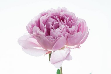 güzel Şakayık çiçeği