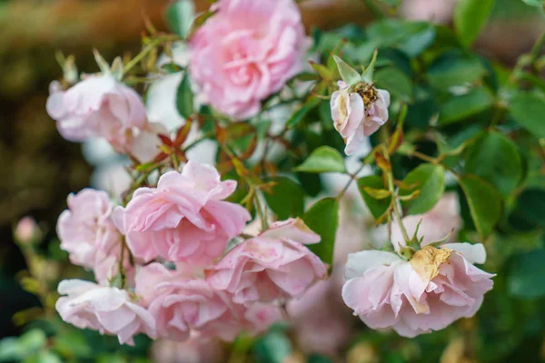 Красиві троянди в саду — стокове фото