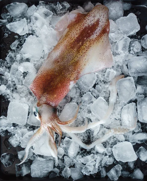 Calamares frescos, comida — Foto de Stock