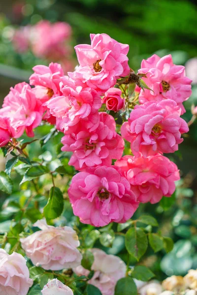 Rosas agradáveis no jardim — Fotografia de Stock