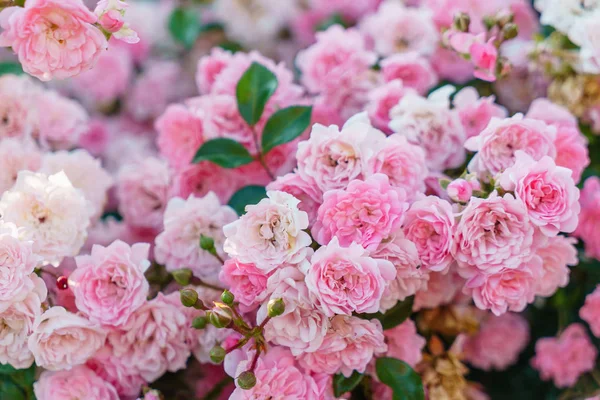 Nice roses in the garden — Stock Photo, Image