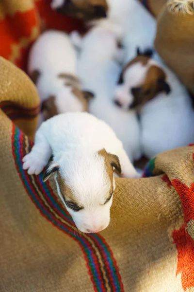 Jack russell terrier valpar — Stockfoto