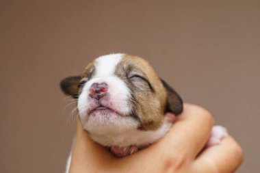 jack Russell terrier yavrusu