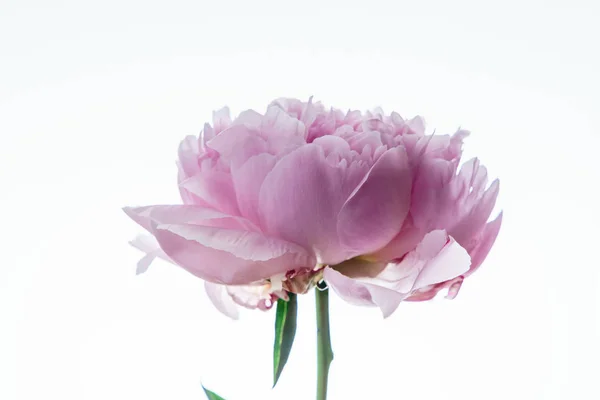 美しい牡丹の花 — ストック写真